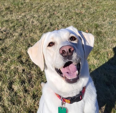 dog boarding and training near Walla Walla, Wa
