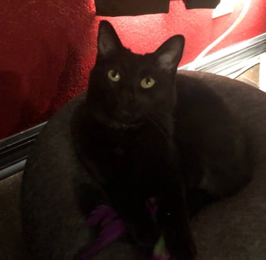 Bellatrix