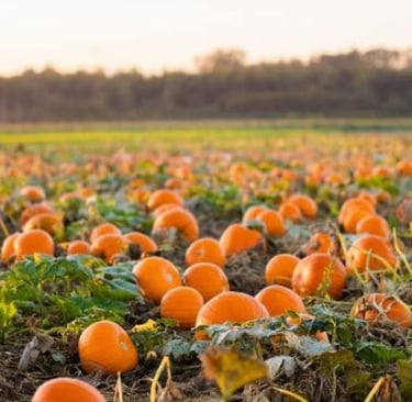 Fall Pumpkin Patch