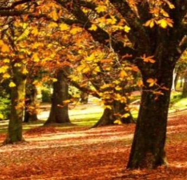 Fall Bucket List