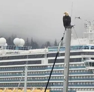 Eagle spotted outside our cruise ship