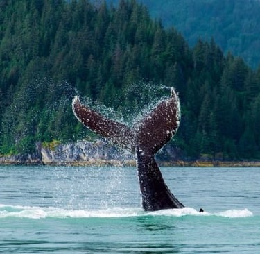 Alaska Whale Watching Tours