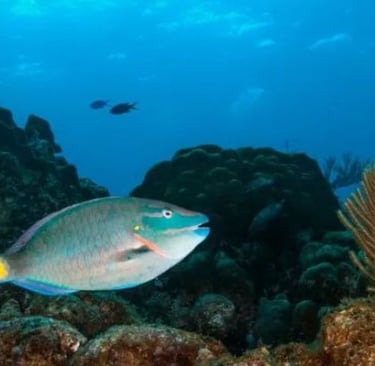 Bonaire Snorkeling