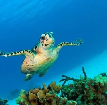 Grand Cayman Snorkeling