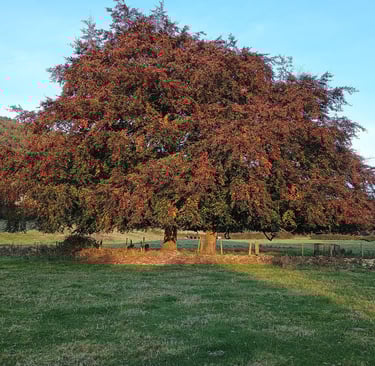a hawthorn tree