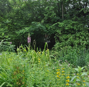 A selection of beautiful wild flowers growing at the wildlife park