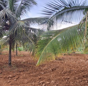 Farmland of 3 Acres 27 Guntas for sale near Maralawadi, Off kanakapuara Road, Near Harohalli.