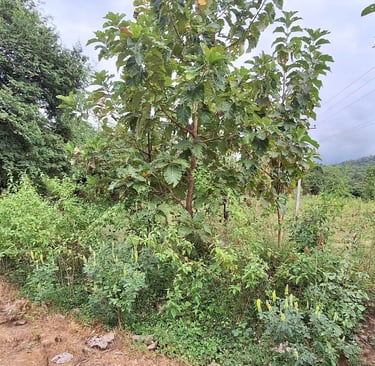 Farmland / Agricultural land of 1 Acres 18 Guntas for sale near Maralawadi, Off kanakapuara Road, Ne
