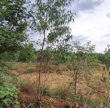 Agricultural land of 2 Acres 20 Guntas for sale near Maralawadi,Off kanakapuara Road, Near Harohalli