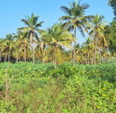 Agricultural land / farmland of 18 Acres sale near Kanakapura