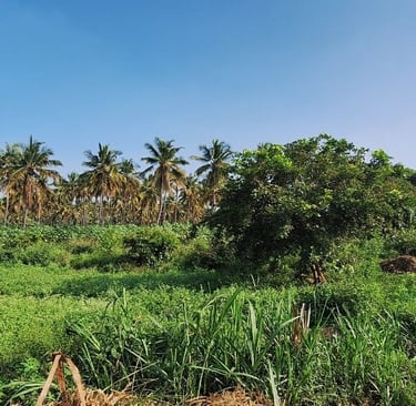 Agricultural land / farmland of 18 Acres sale near Kanakapura