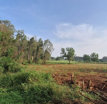 6 Acres Agricultural land for sale near Kaggalipura, off Kanakapura Main Road, Bangalore south
