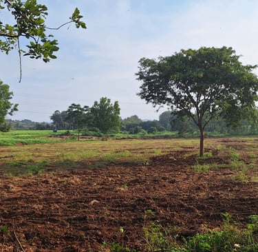 6 Acres Agricultural land for sale near Kaggalipura, off Kanakapura Main Road, Bangalore south