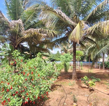 Farmhouse or Farmland property located at Kaggalipura, Kanakapura main road, Bangalore south