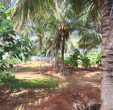 Farmhouse or Farmland property located at Kaggalipura, Kanakapura main road, Bangalore south