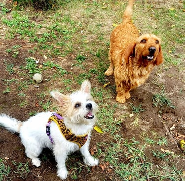 Deux chiens jouant ensemble dans un parc