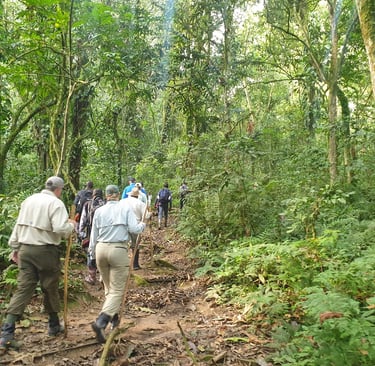 gorilla trekking in Uganda