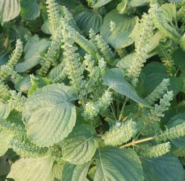 perilla-leaves-for-natural-seasonal-and-respiratory-support