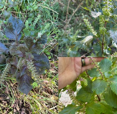 perilla-leaves-for-seasonal-and-respiratory-support