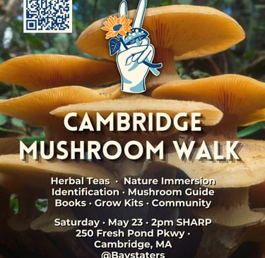 Poster for a Cambridge mushroom walk event featuring golden wild mushrooms and event details.