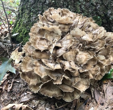 Hen of the Woods mushroom cluster growing at the base of an oak tree in the forest.