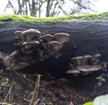 Wild edible oyster mushrooms growing on a mossy fallen log in a damp forest setting.
