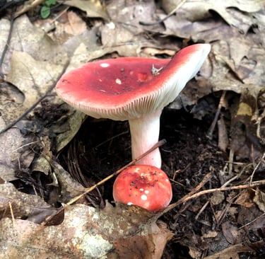 Red Russula mushrooms growing among brown autumn forest leaves on the woodland floor.