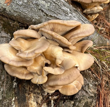 A cluster of wild oyster mushrooms growing on the textured bark of a forest tree.
