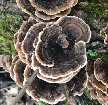 Wild turkey tail mushrooms growing in layered clusters on a mossy fallen log in the forest.