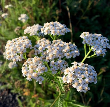 Benefits Yarrow
