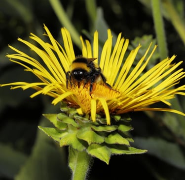 Elecampane