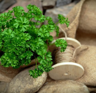 Health benefits parsley