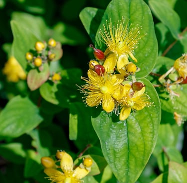 Benefits St. John’s Wort