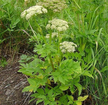 Wild Celery