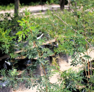 Beautiful Acacia Treets