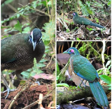 Sumatran Ground Cuckoo