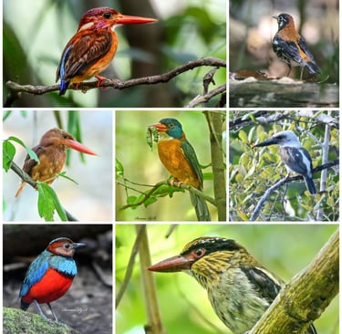 TANGKOKO BIRDING TOUR