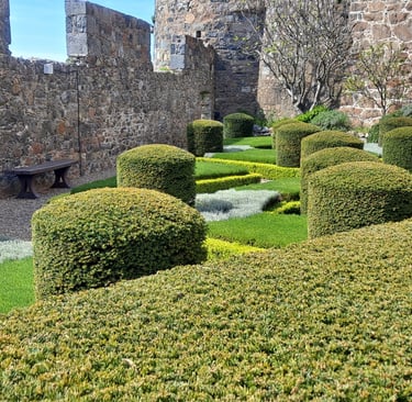 Garden of shrubs