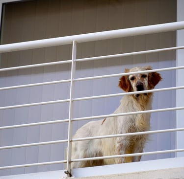 Dog looking through balcony rail. Photo by Stötzer Balázs