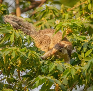 The giant squirrel was inspecting the fruits carefully and consuming one after another.