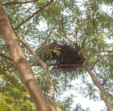 Nest of a Grizzled-giant squirrel 