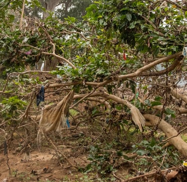 The dump includes clothes, plastic wastes mainly.
