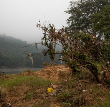 A more closer look at the dump segregated on the branches.