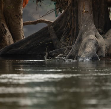 A mugger swimming in the Kaveri river. Behind piece of cloth can be seen. 