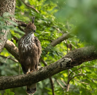 Crested hawk-eagle