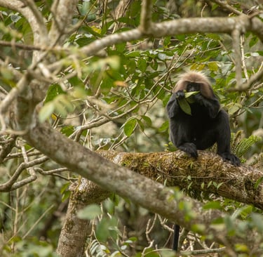 Nilgiri Langurs are mainly foliovorous, prefers leaves as their main diet.