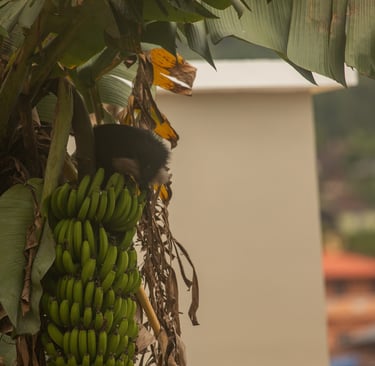A lion-tailed macaques stealing bananas from a house