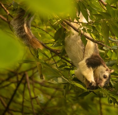 Grizzled giant squirrel. A riverine species found in the Kaveri Wildlife sanctuary.