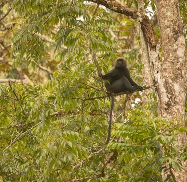 The langur watching the movement of other monkeys in the troop.