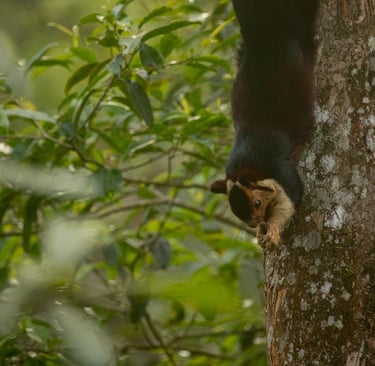 Indian giant squirrel eating bark